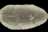 Fossil Fern (Pecopteris) Pos/Neg - Mazon Creek #121181-1